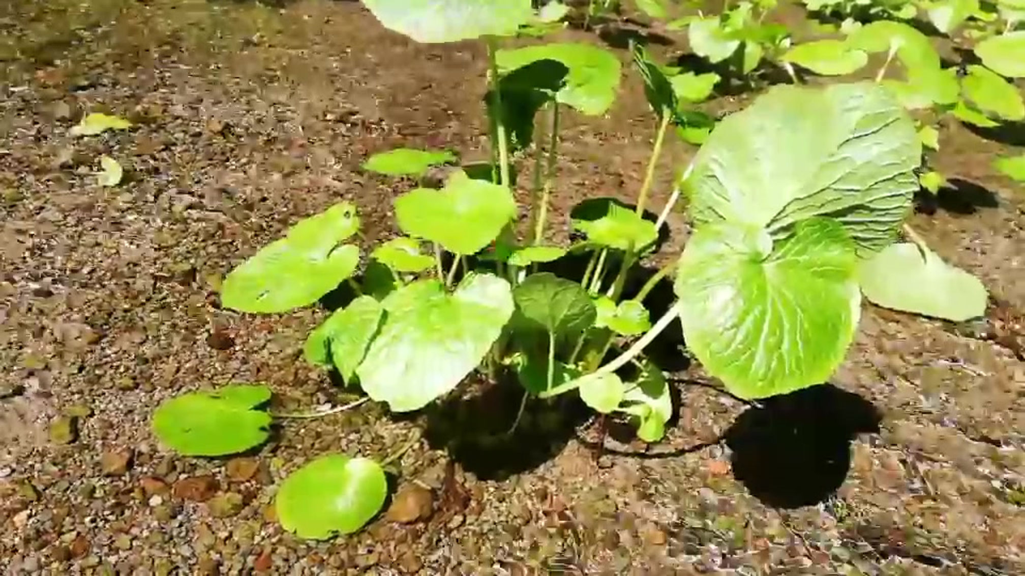 三瓶わさび田つくり